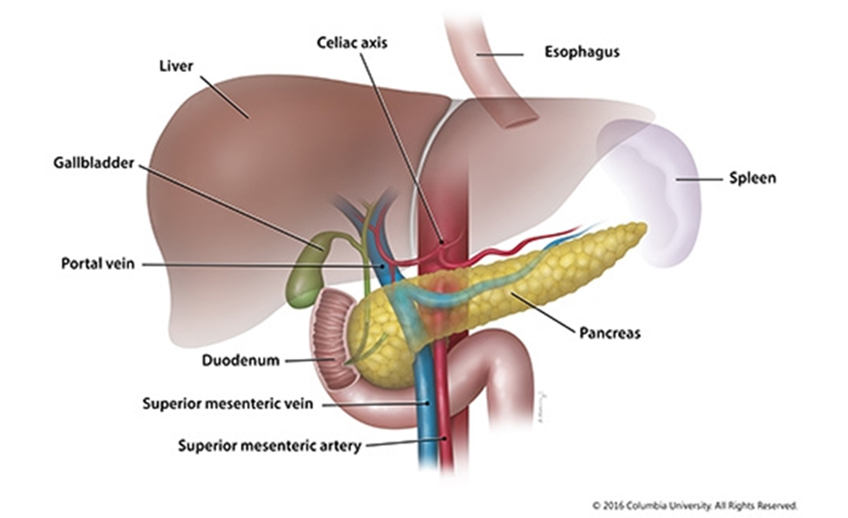 pancreas clinic