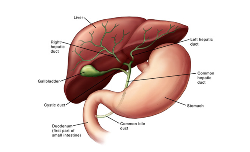 liver and biliary clinic